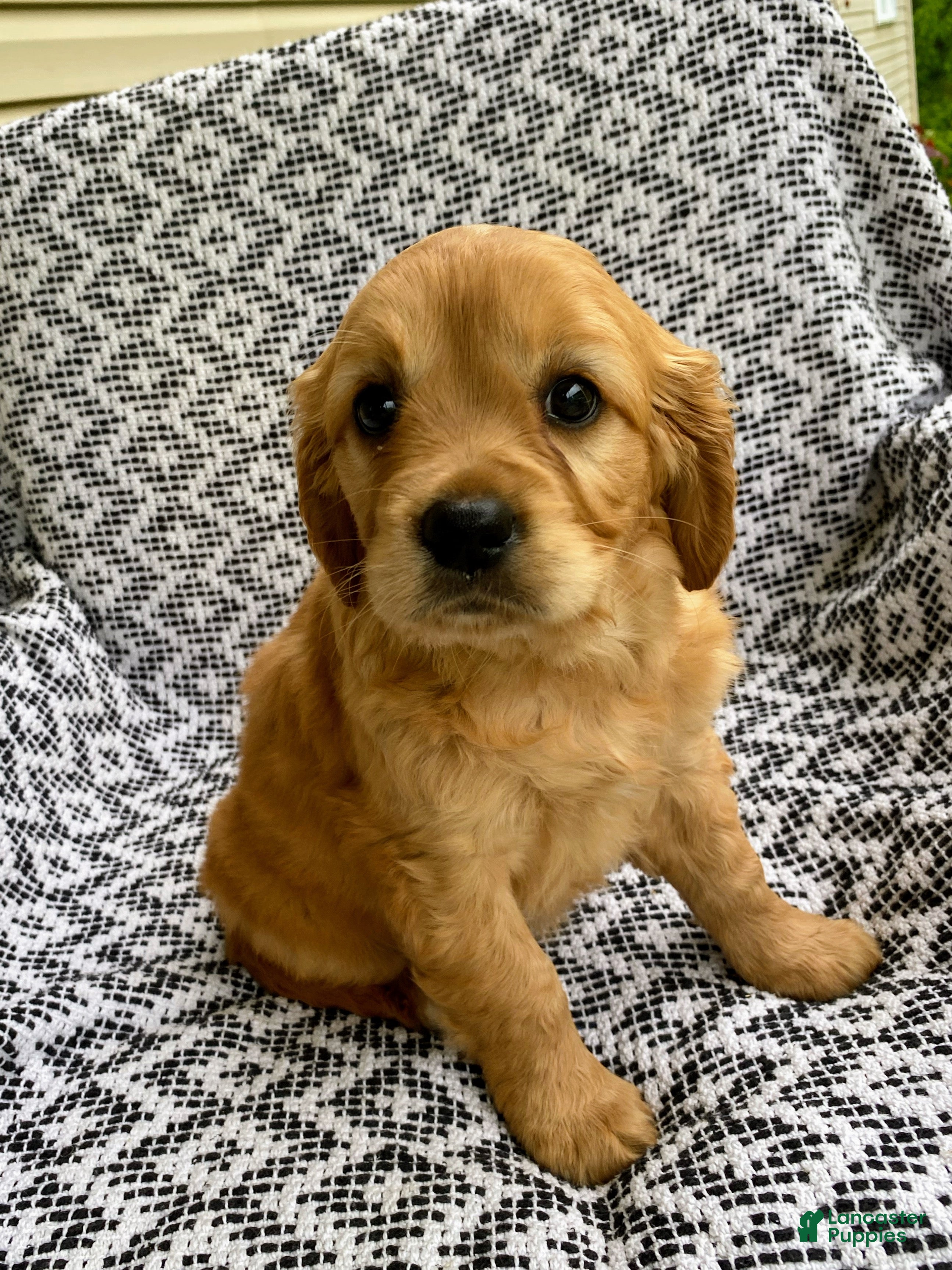 Miniature Golden Retriever dogs Maggie - Ad 2
