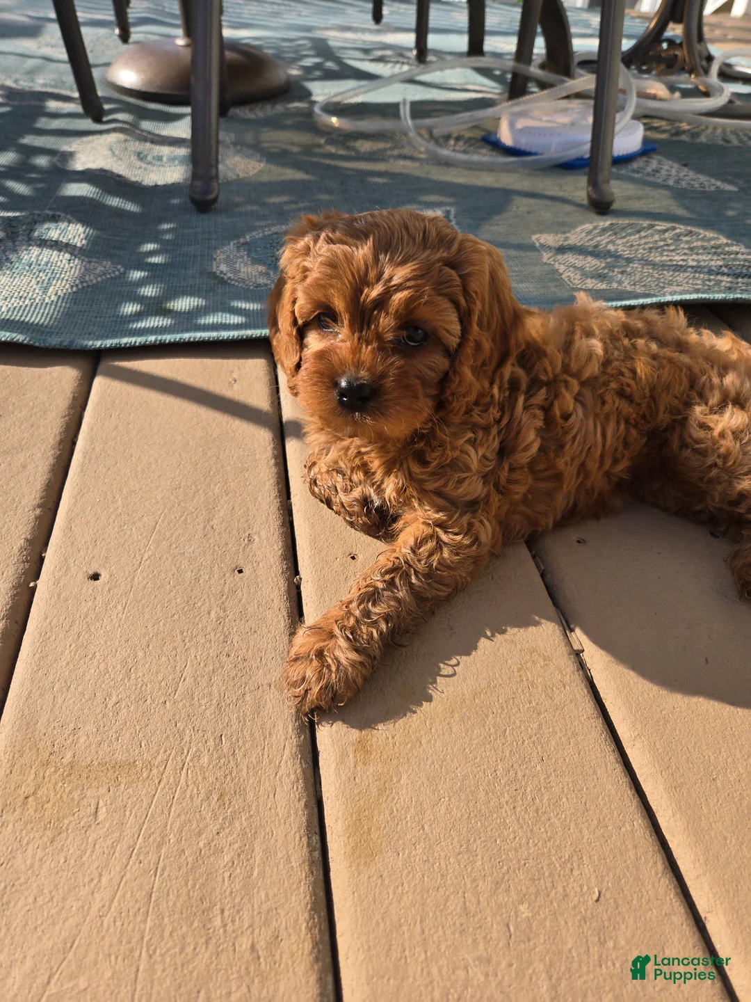 Cavapoo dogs for sale: Cavapoo Puppy 1 - Ad 2