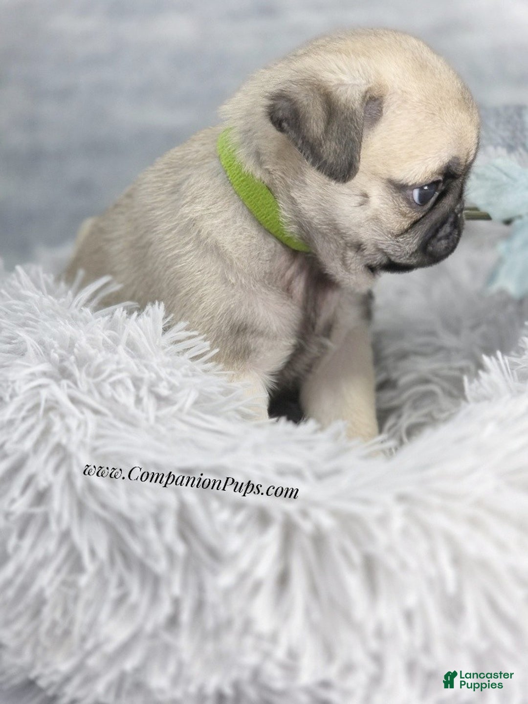 Pug dogs for sale: Green Collar - Fawn Male Pug Puppy - Ad 5