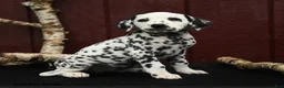 Dalmatian dogs for sale: Joy - Ad 3