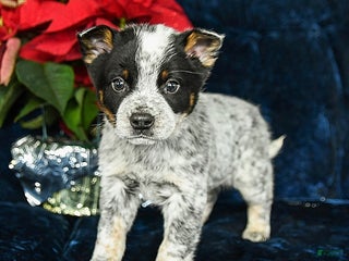 Australian Cattle Dog dogs Enzo - Ad 28