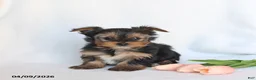 Yorkshire Terrier dogs for sale: Nellie - Ad 5