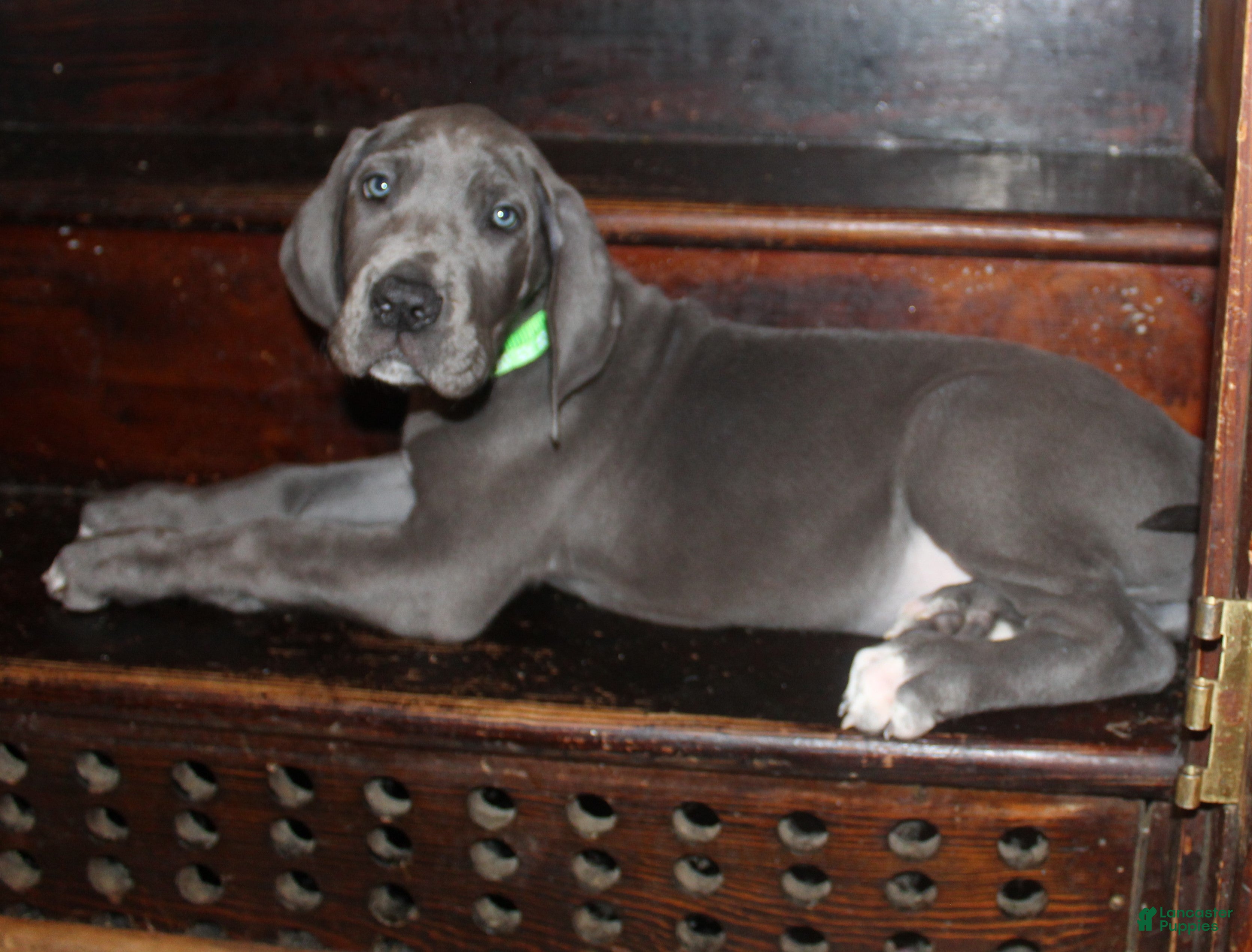 Great Dane dogs Flora - Ad 10