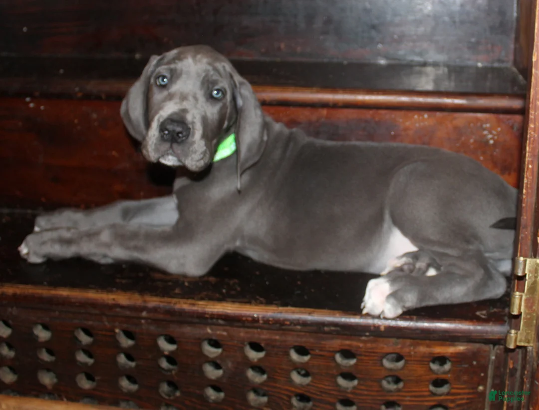 Great Dane dogs for sale: Flora - Ad 1