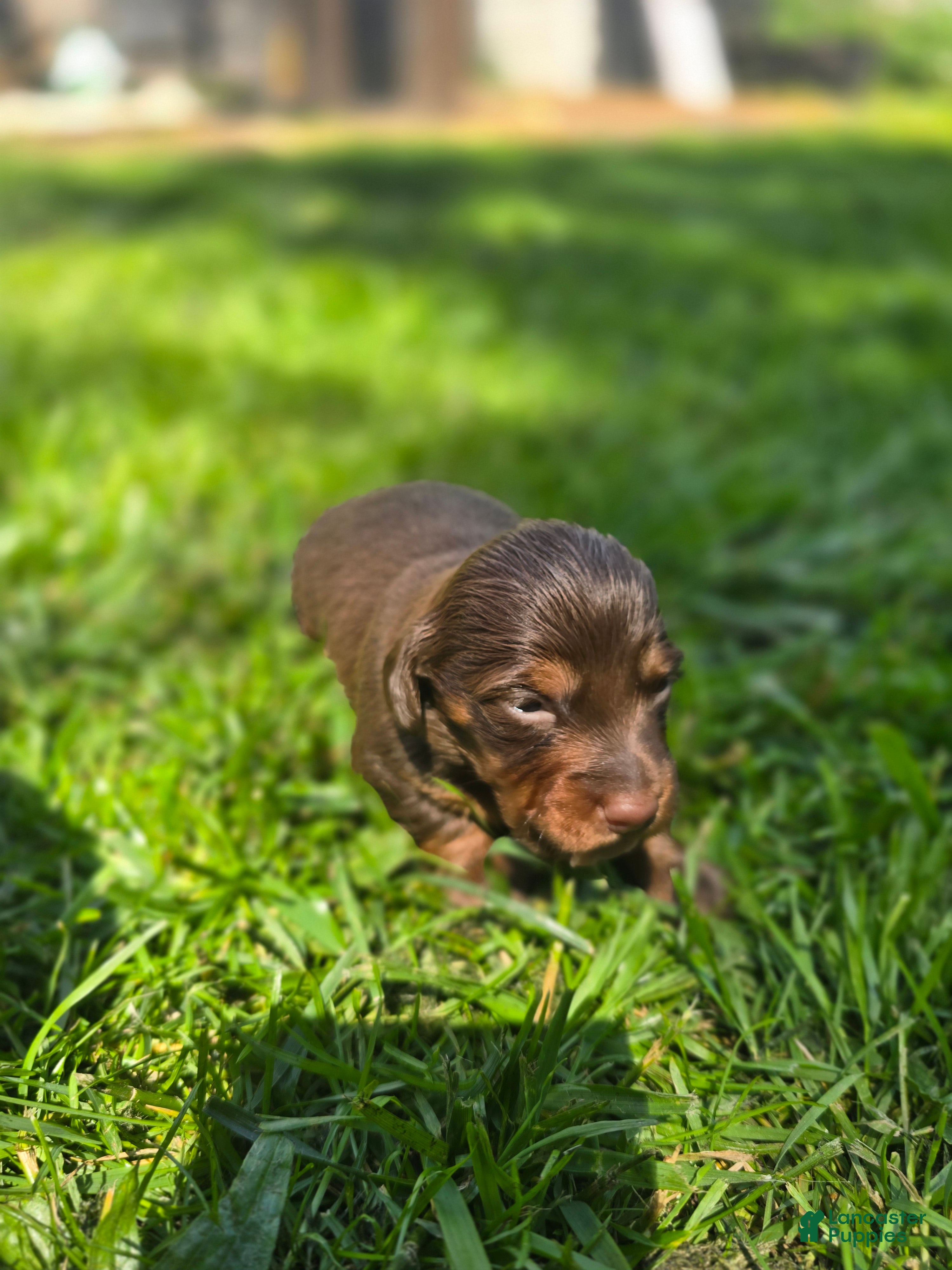 Mixed Breed dogs for sale: Maple - Ad 2