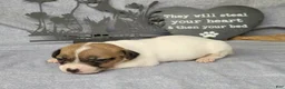 Jack Russell Terrier dogs for sale: RICOCHET Delivery available  - Ad 14