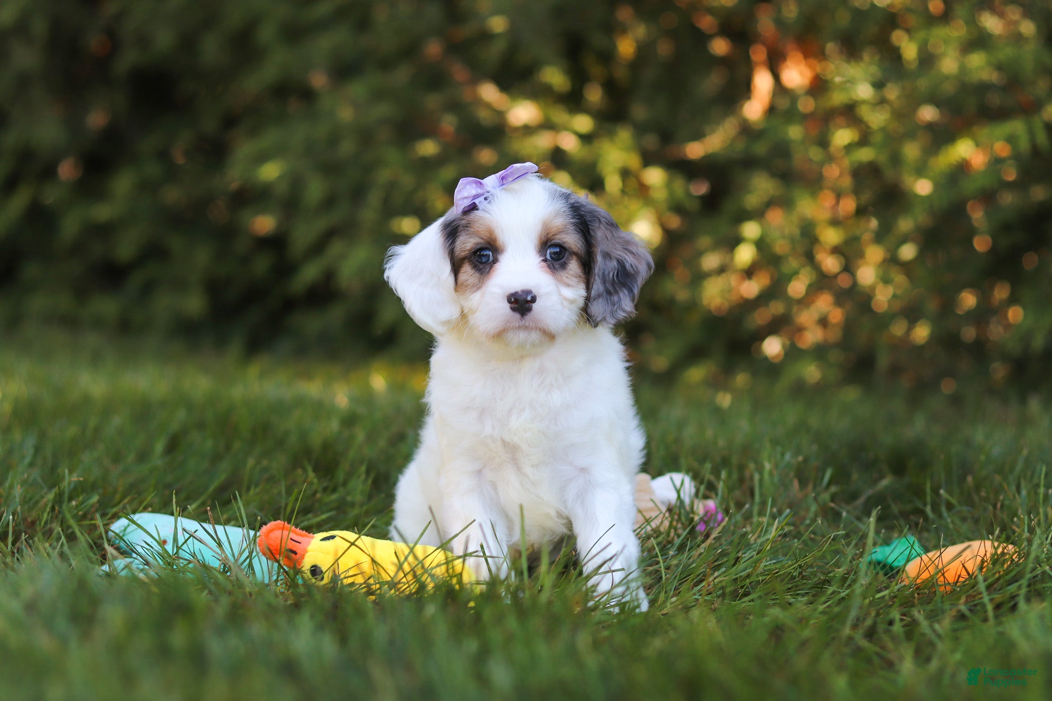 Cavapoo