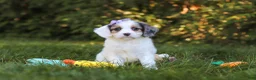 Cavapoo dogs for sale: Ivory Rose - Ad 1