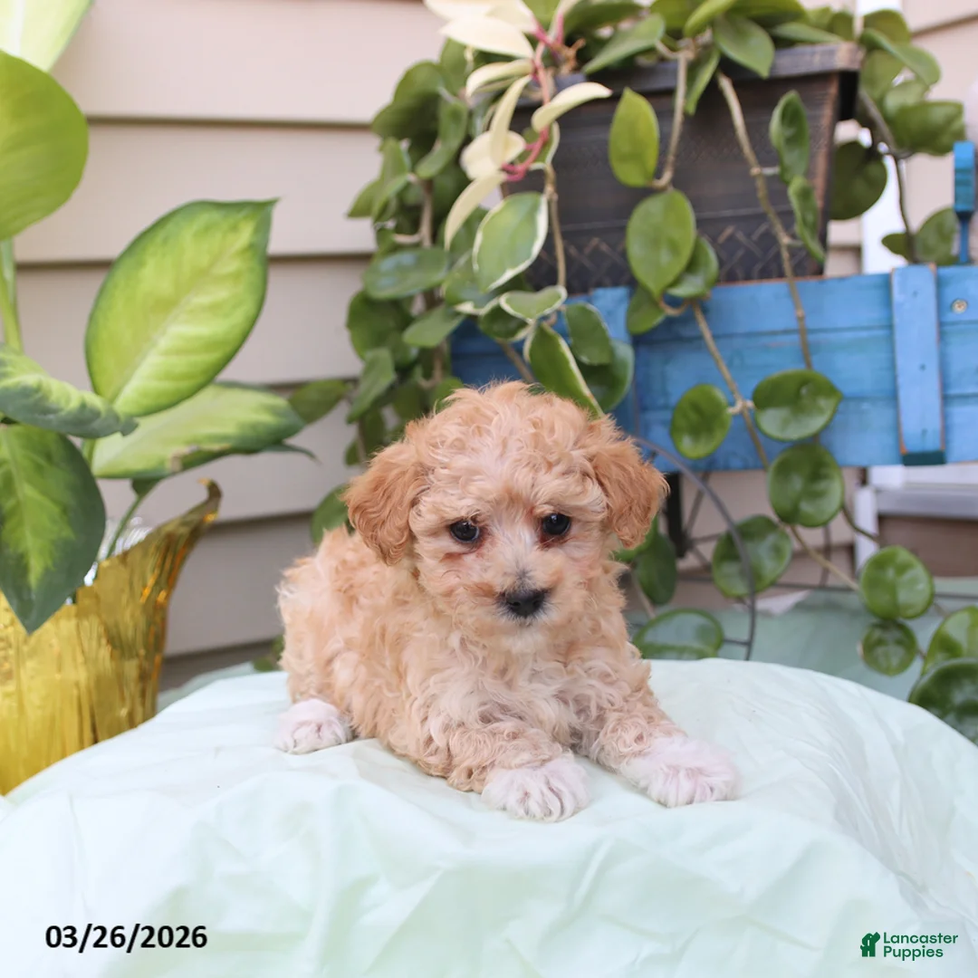 Toy Poodle dogs for sale: Percy - Ad 2