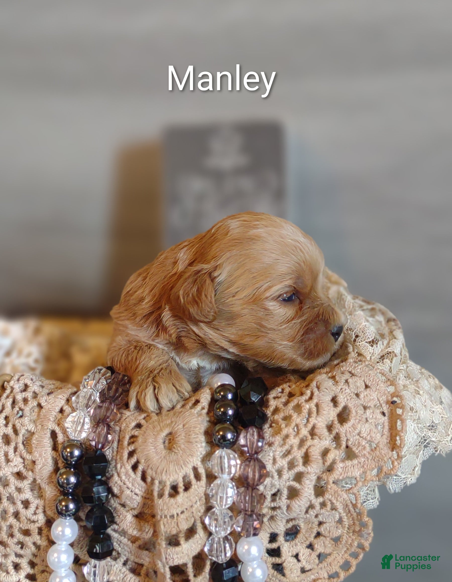 Shihpoo dogs Shihpoo Puppy 2 Manley  - Ad 2