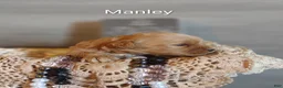 Shihpoo dogs for sale: Shihpoo Puppy 2 Manley  - Ad 2