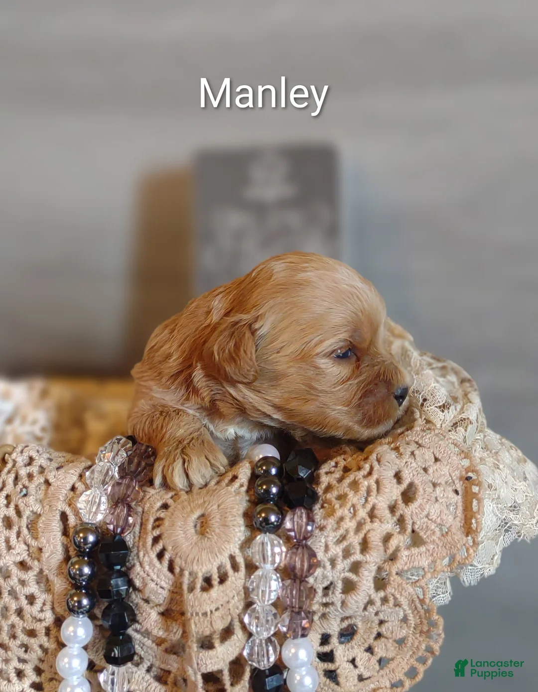 Shihpoo dogs for sale: Shihpoo Puppy 2 Manley  - Ad 2