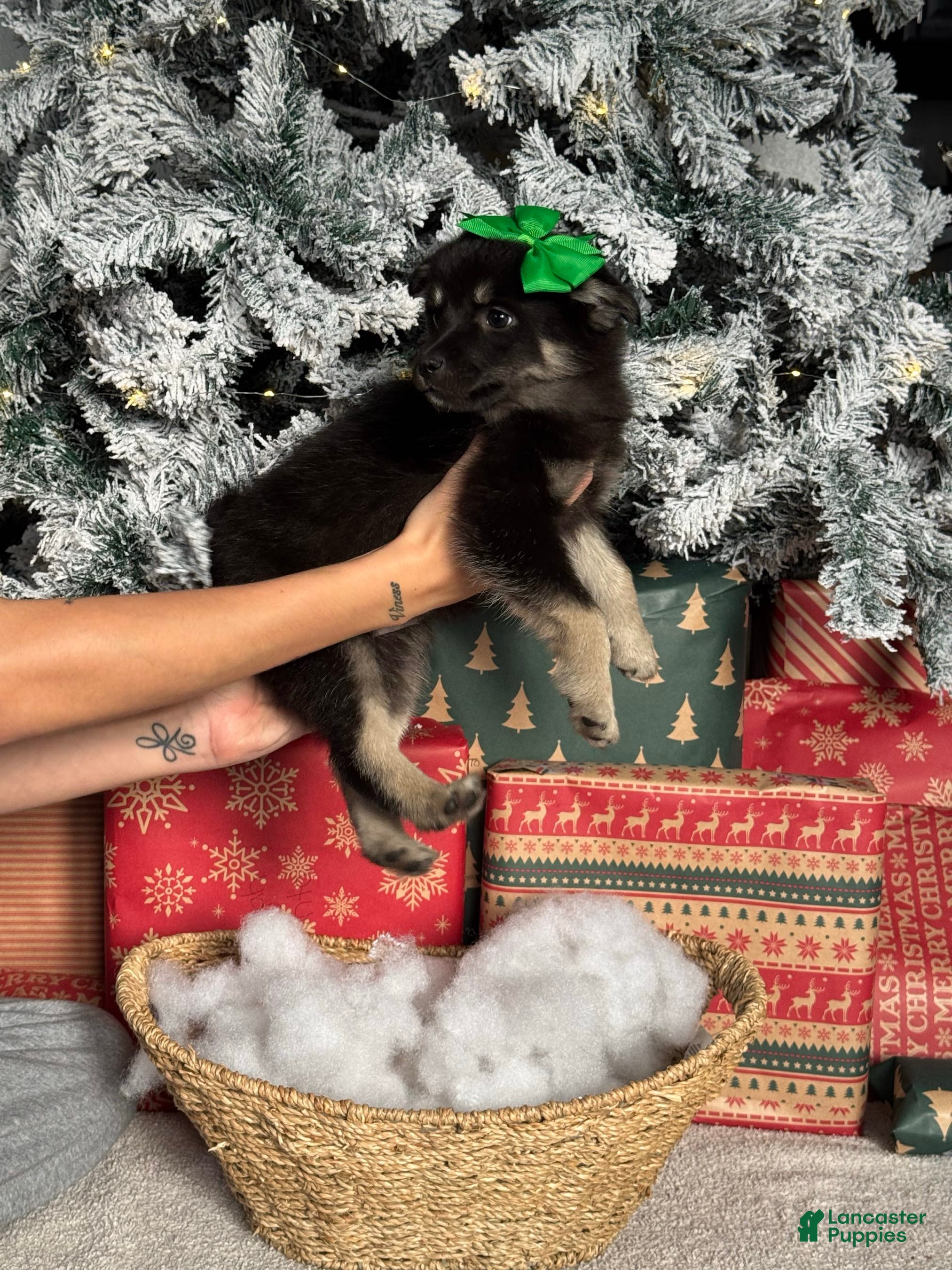 Pomsky dogs Jolly - Ad 9