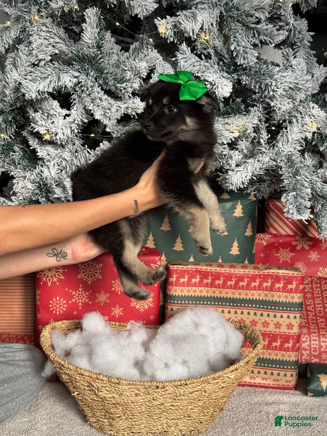 Pomsky dogs for sale: Jolly - Ad 1