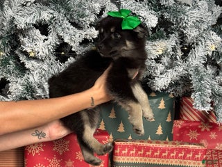 Pomsky dogs Jolly - Ad 2