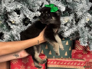 Pomsky dogs Jolly - Ad 13