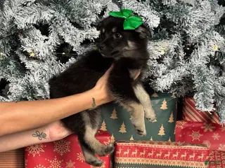 Pomsky dogs Jolly - Ad 13