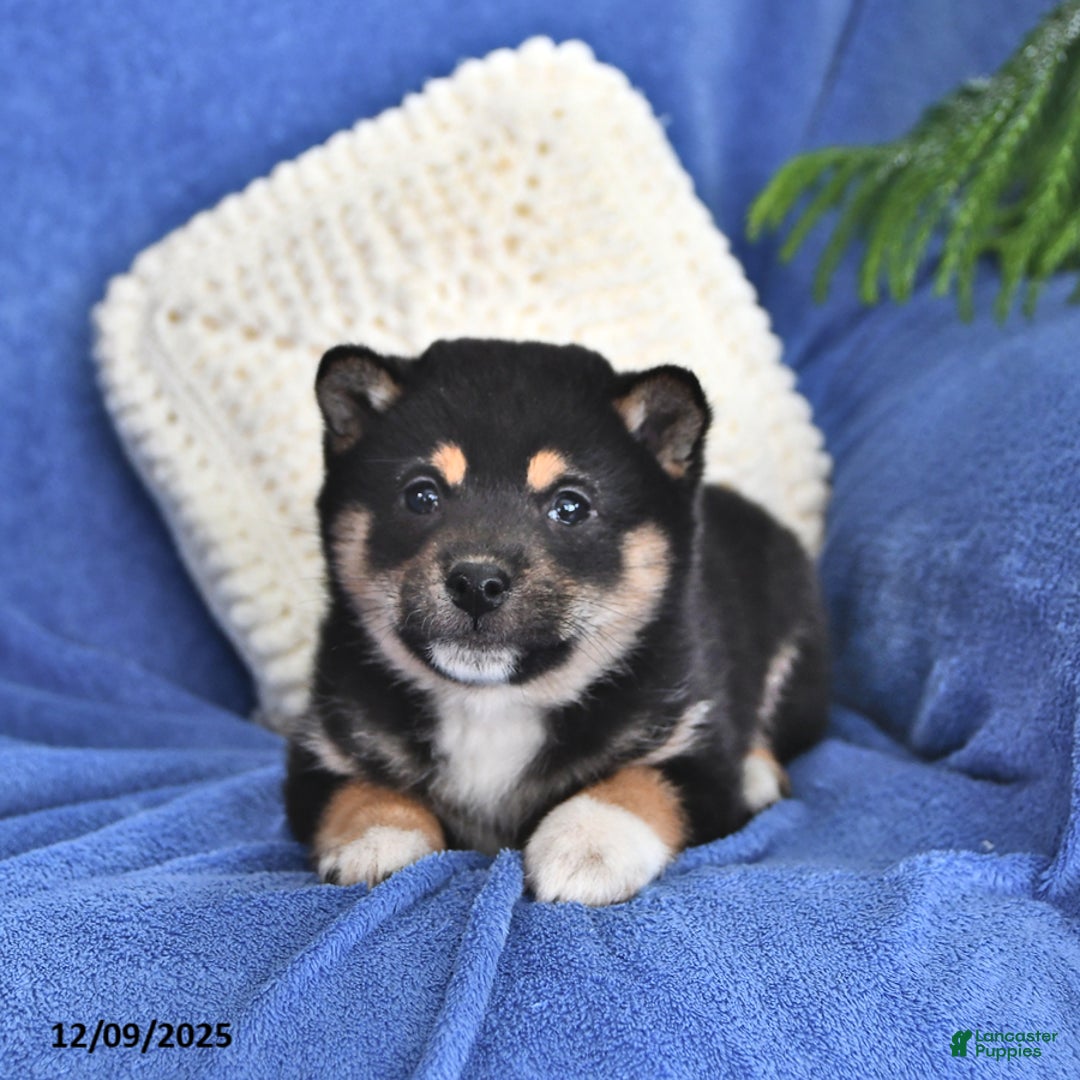 Shiba Inu dogs for sale: Polly - Ad 1