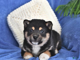 Shiba Inu dogs Polly - Ad 24