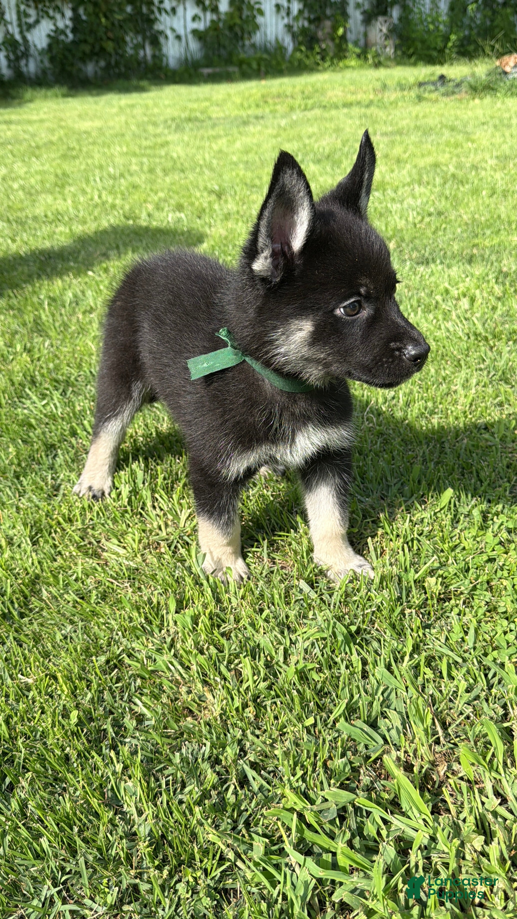 Gerberian Shepsky dogs Maximus - Ad 1