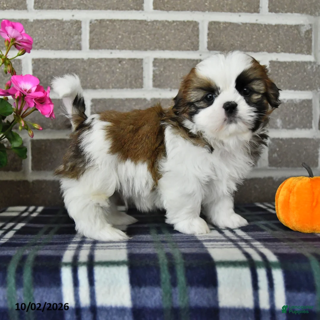 Shih Tzu dogs for sale: Chester - Ad 2