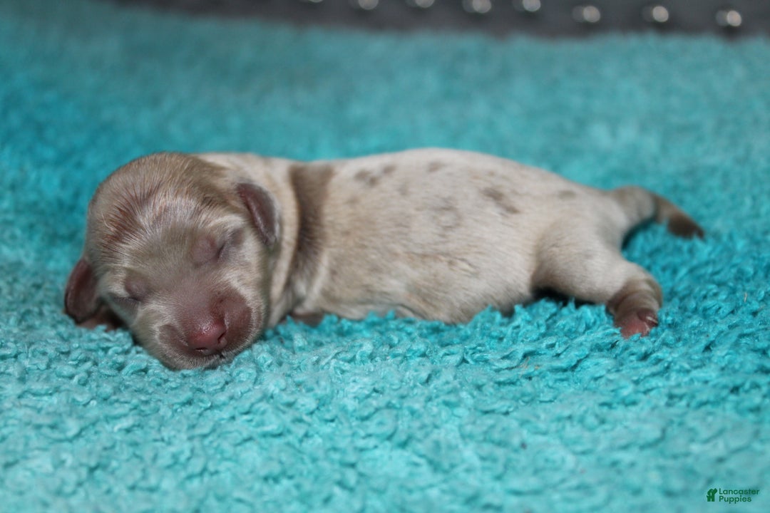 Miniature Dachshund dogs for sale: Minnie Mini - Ad 5