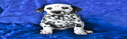 Dalmatian dogs for sale: Freckles - Ad 4