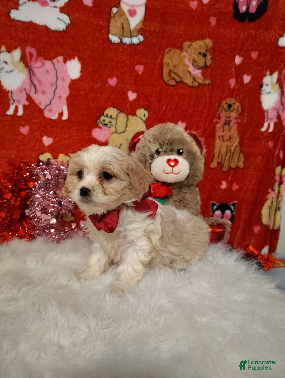 Cavapoo dogs for sale: Piper - Ad 4