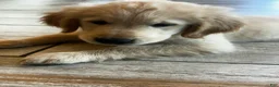 Golden Retriever dogs for sale: Golden Retriever Puppy 1 - Ad 1