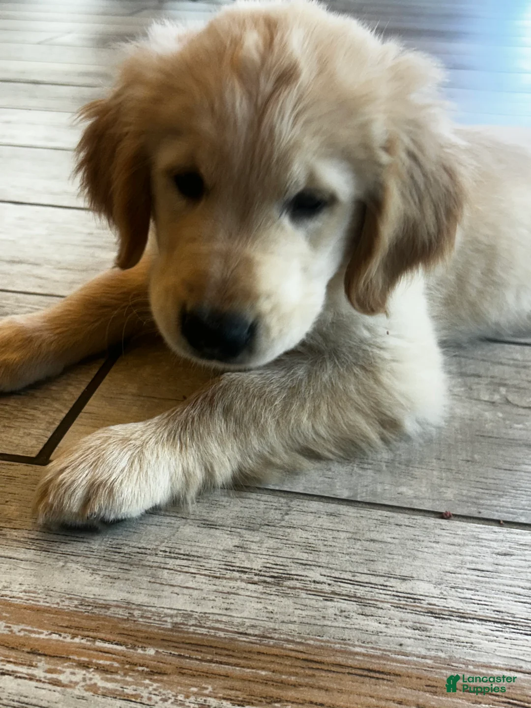 Golden Retriever dogs for sale: Golden Retriever Puppy 1 - Ad 1