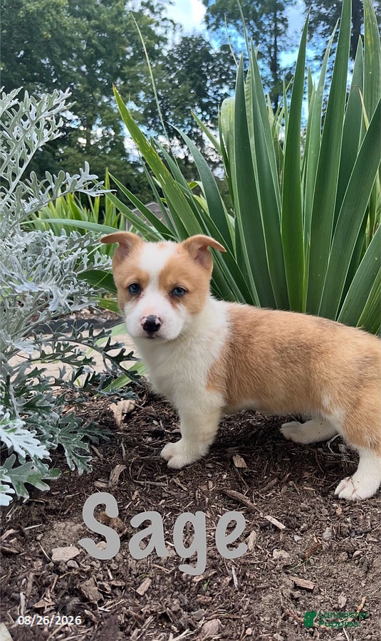 Welsh Corgi Pembroke dogs Sage - Ad 1