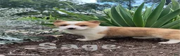 Welsh Corgi Pembroke dogs for sale: Sage - Ad 1