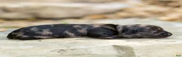 Miniature Dachshund dogs for sale: Pepper Miniature Dachshund  - Ad 2