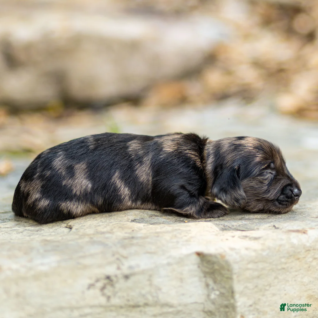 Miniature Dachshund dogs for sale: Pepper Miniature Dachshund  - Ad 2