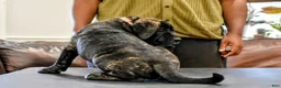 Presa Canario dogs for sale: Ms Pink - Ad 4