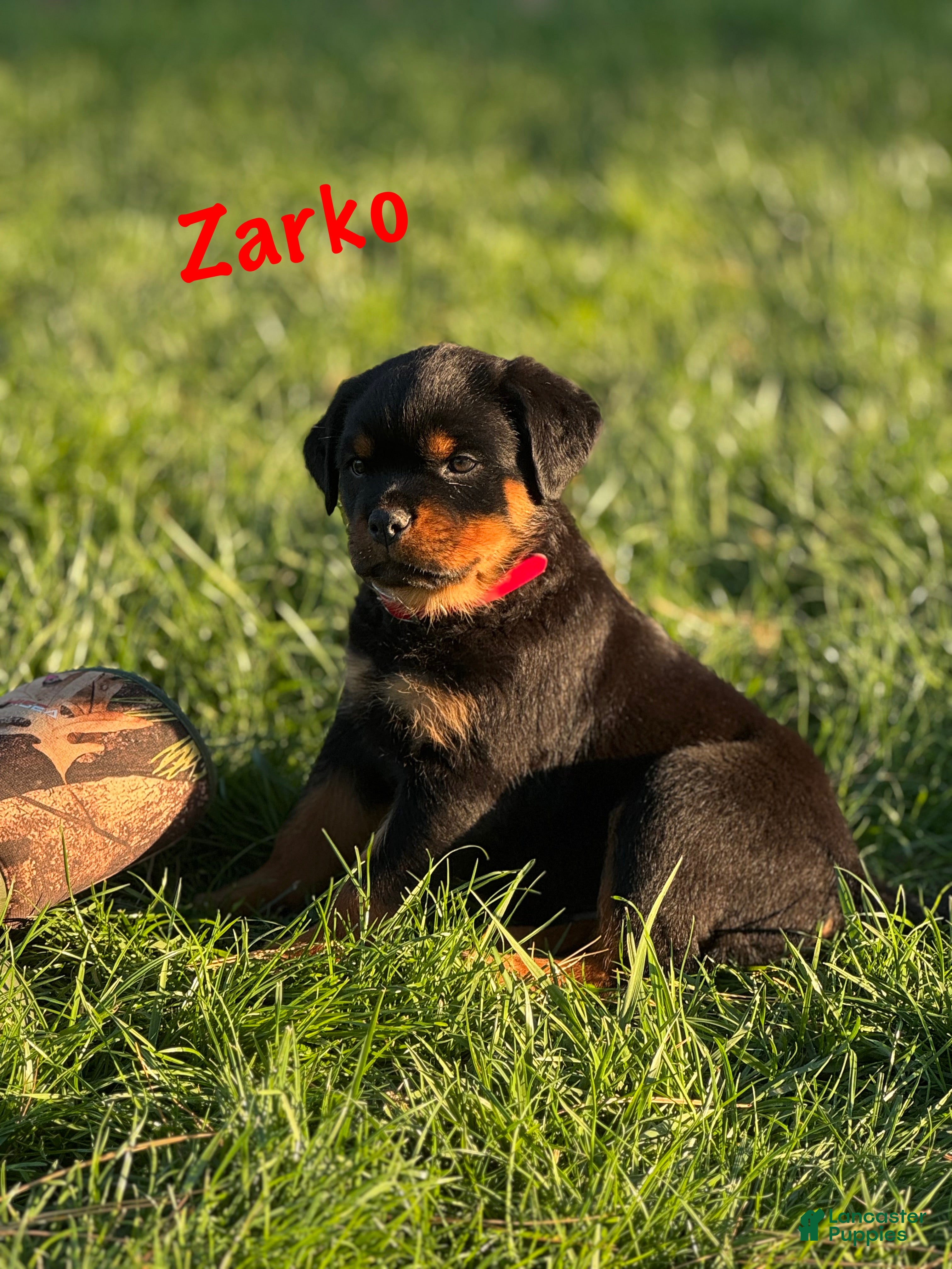 Rottweiler dogs for sale: Zarko w LONG TAIL  - Ad 1