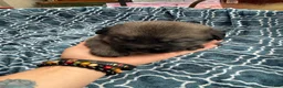 Mixed Breed dogs for sale: Gizmo - Ad 7