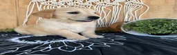 Golden Retriever dogs for sale: Grace - Ad 19