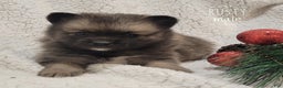 Pomsky dogs for sale: Rusty - Ad 3