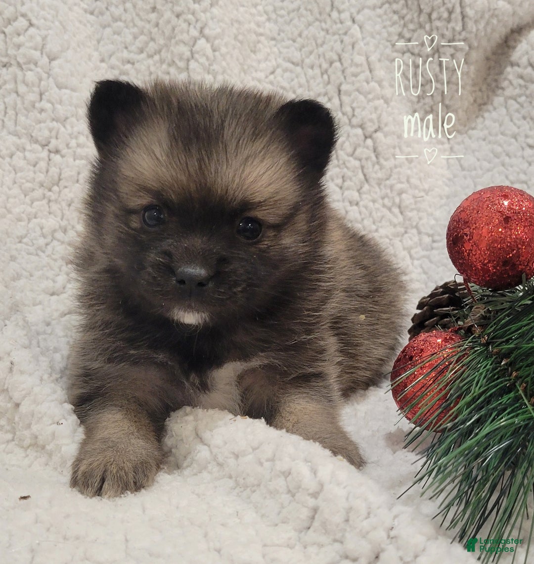 Pomsky dogs for sale: Rusty - Ad 3