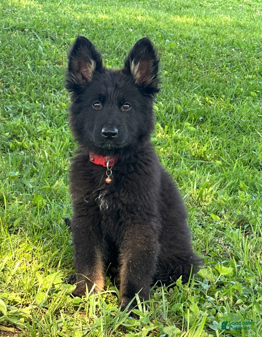 Gallery Image {{count}}