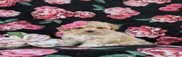 Maltipoo dogs for sale: Tiara 9 lbs Full Grown - Ad 6