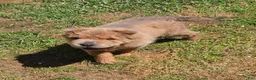 Shar Pei dogs for sale: Roman - Ad 18