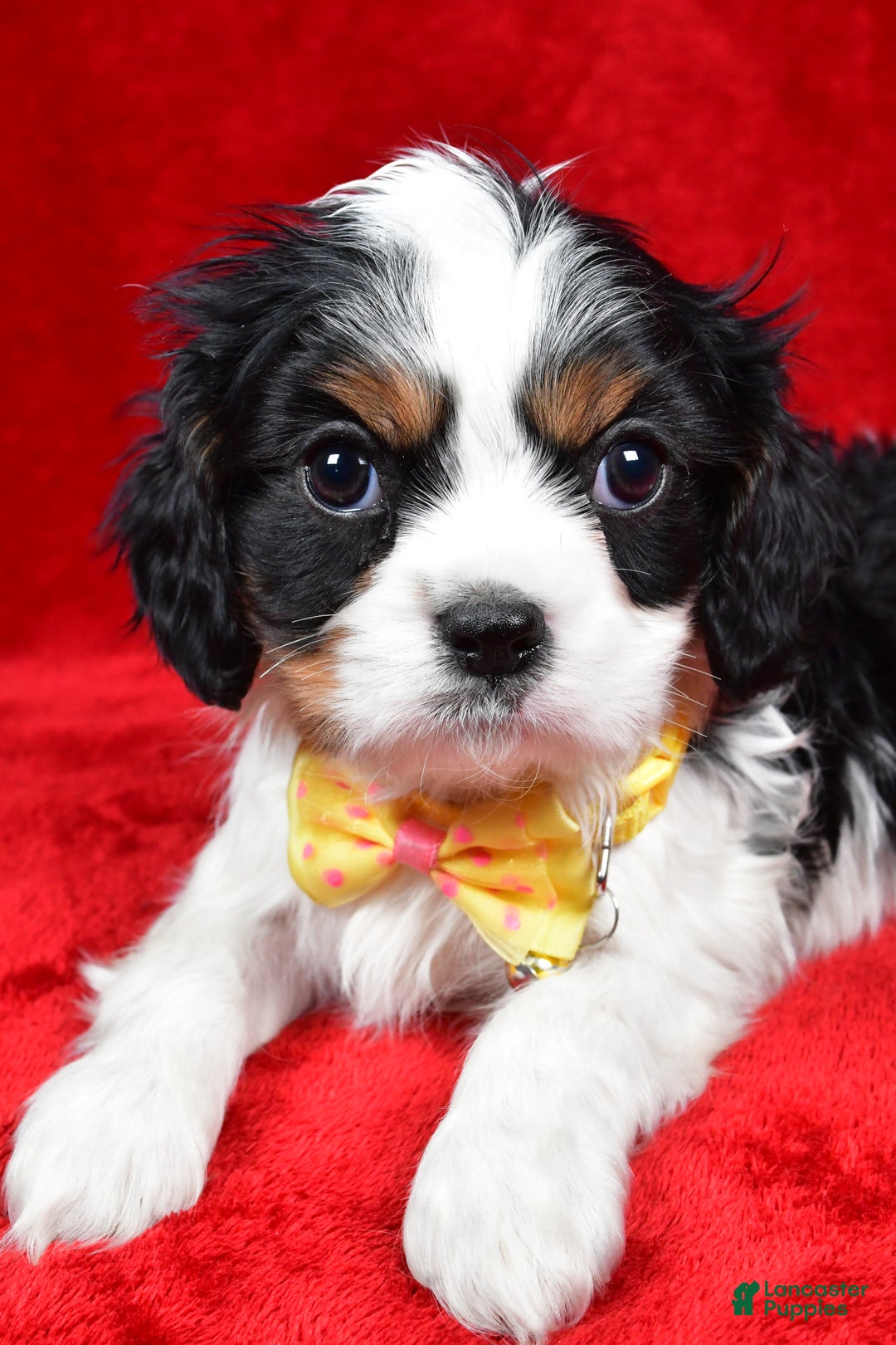 Cavalier King Charles Spaniel dogs for sale: Fritz - Ad 4
