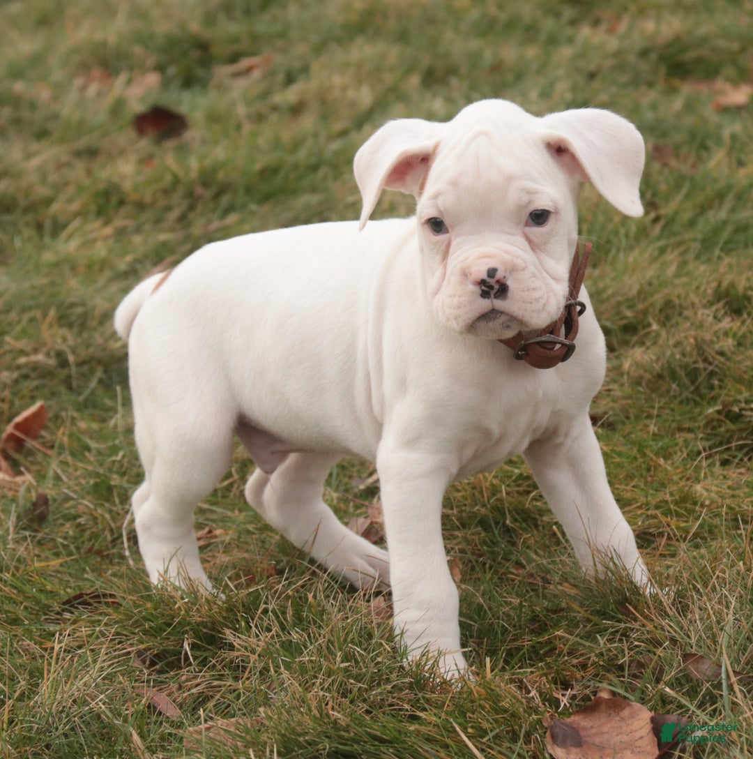 Boxer dogs for sale: Trey - Ad 5