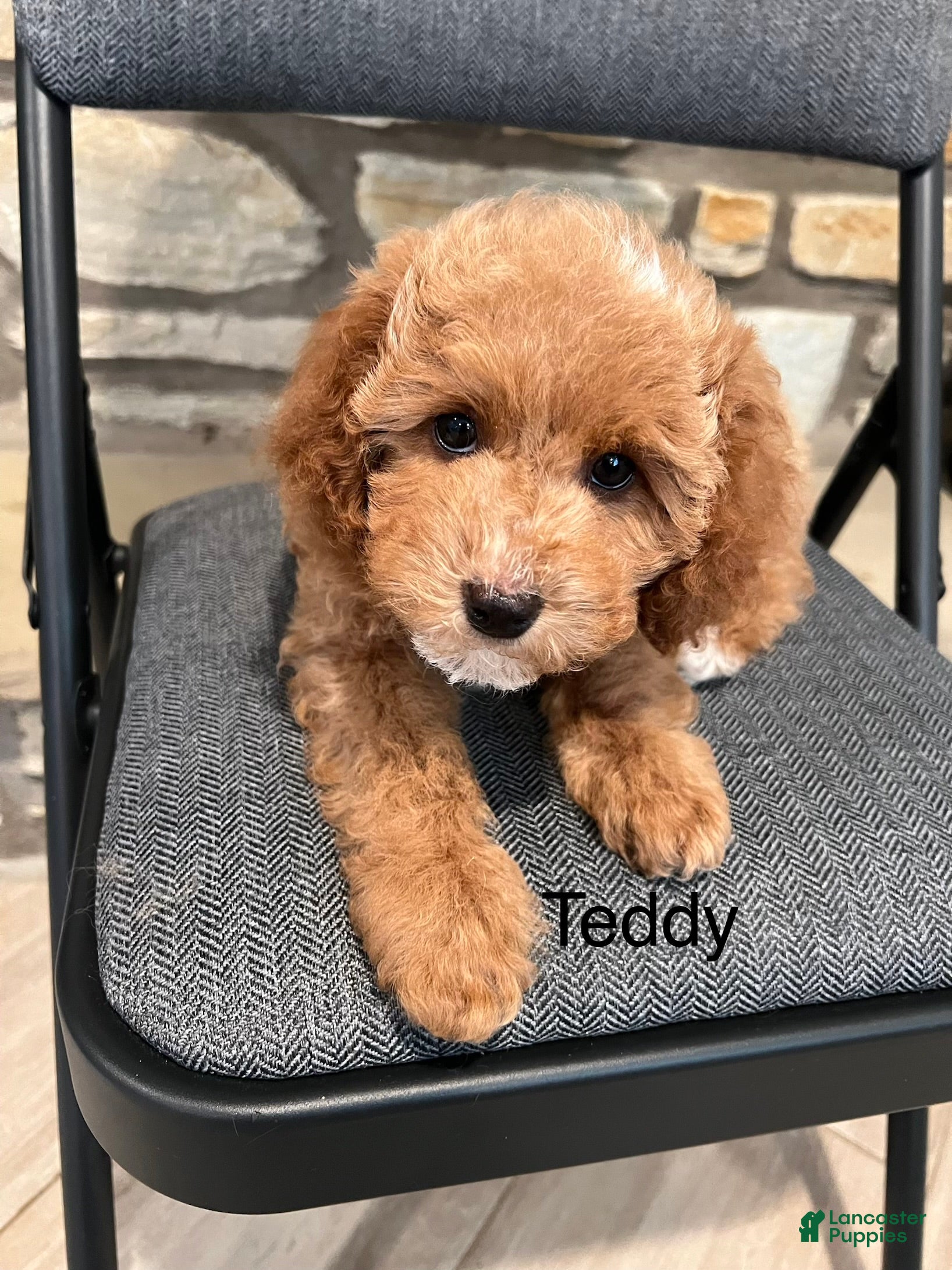 Miniature Poodle dogs Teddy - Ad 1