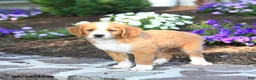 Mini Bernedoodle dogs for sale: Ping - Ad 3