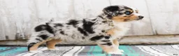 Australian Shepherd dogs for sale: Tulip - Ad 7