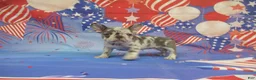 French Bulldog dogs for sale: AKC Brook - Ad 4