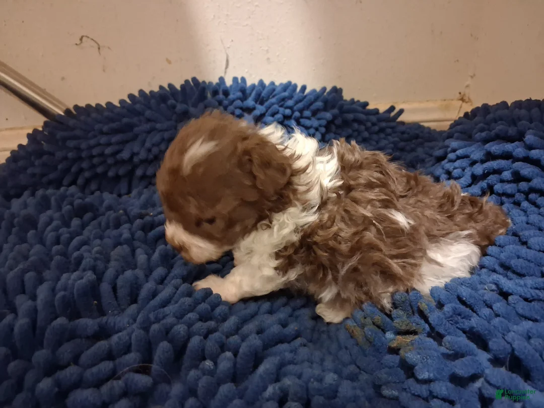 Yorkiepoo dogs for sale: Timmy - Ad 2